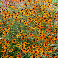 
    



Rudbeckia 'Prairie Glow'
