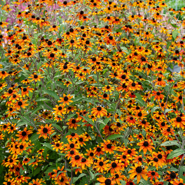 
    



Rudbeckia 'Prairie Glow'
