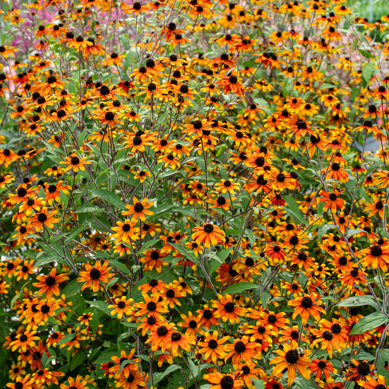 
      



Rudbeckia 'Prairie Glow'
    