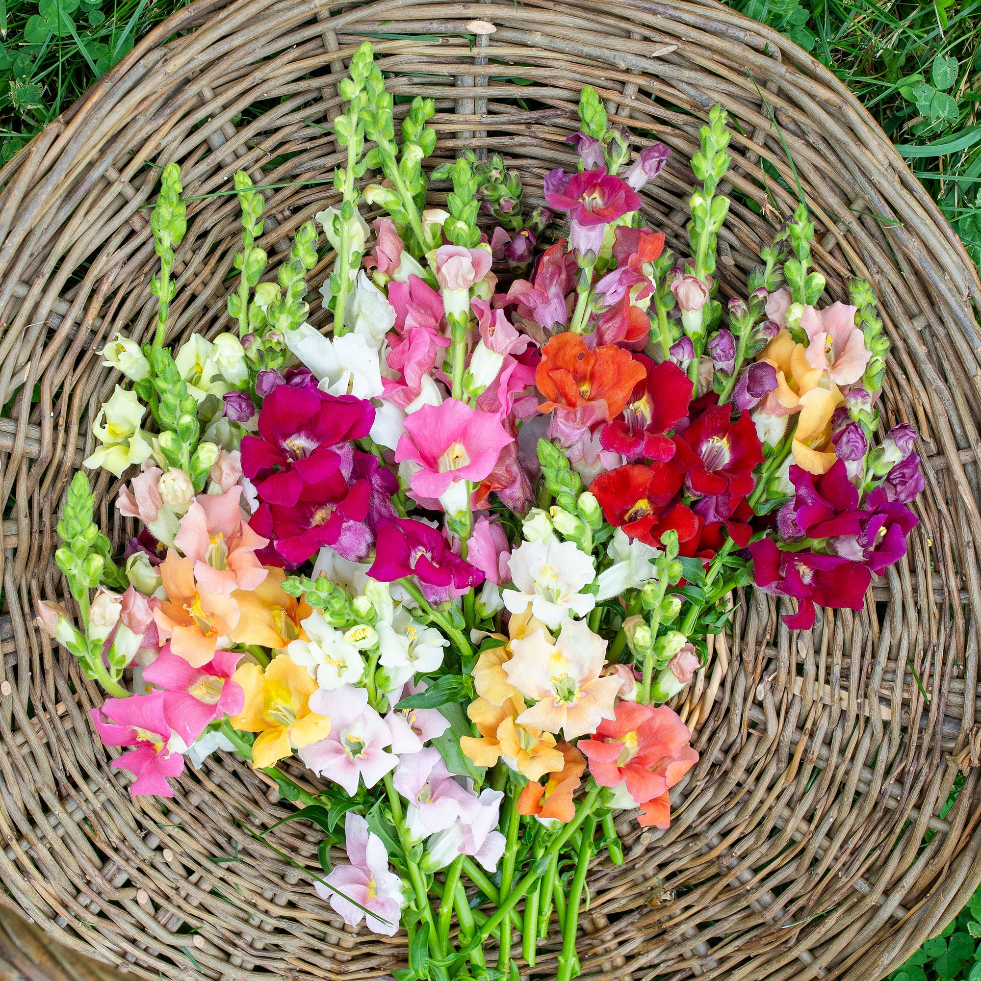 Snapdragon 'Chantilly Mix'