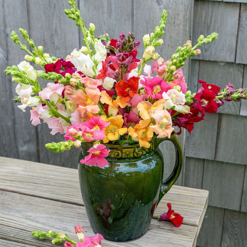 
  



Snapdragon 'Chantilly Mix'

