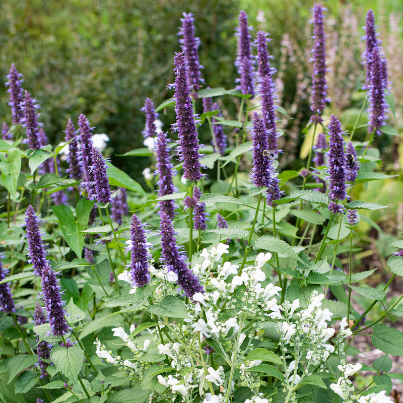 agastache rose mint seeds Agastache 'Korean Zest' Organic