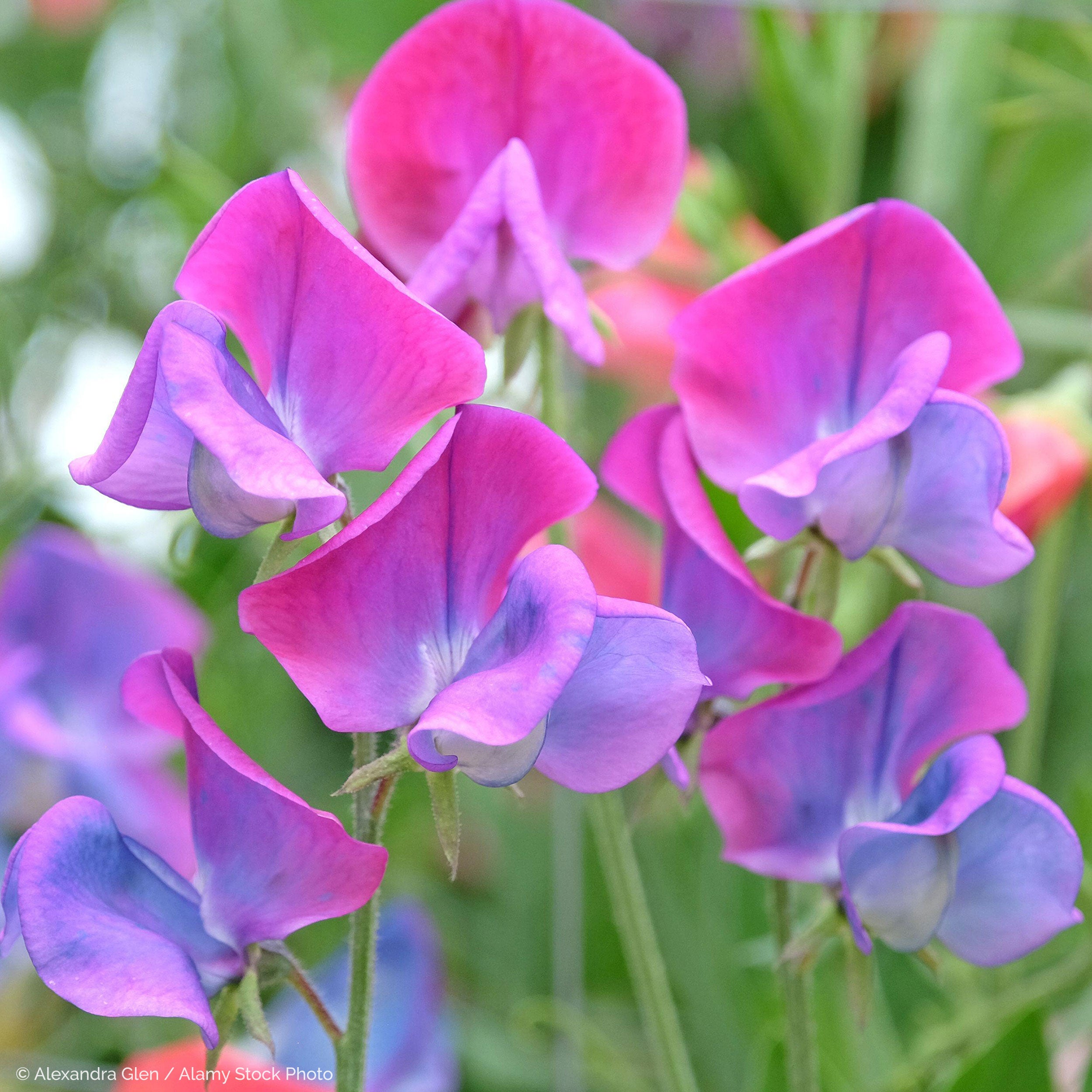 sweet pea indoor plant Sweet Pea 'Blue Shift' seeds