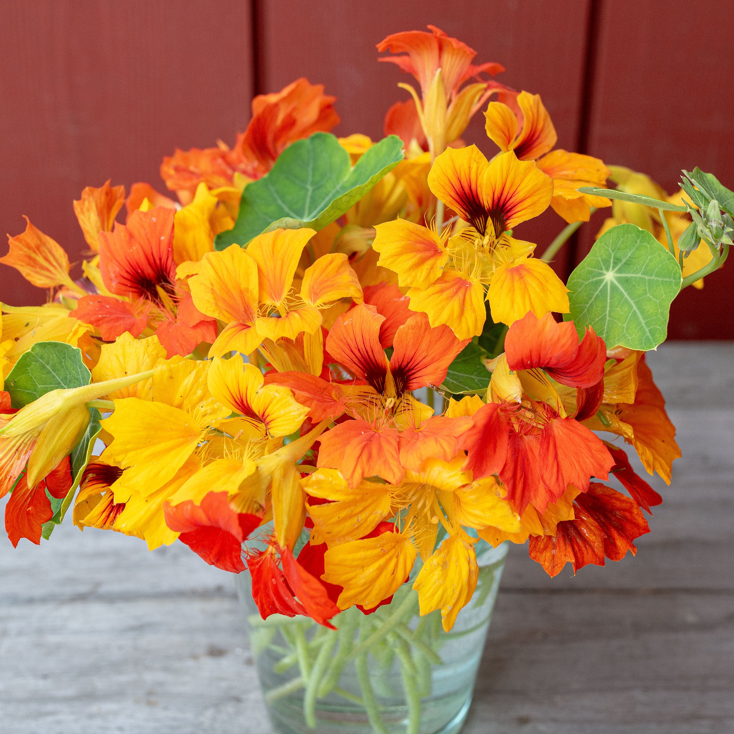 nasturtium plant in pot Nasturtium 'Phoenix' seeds