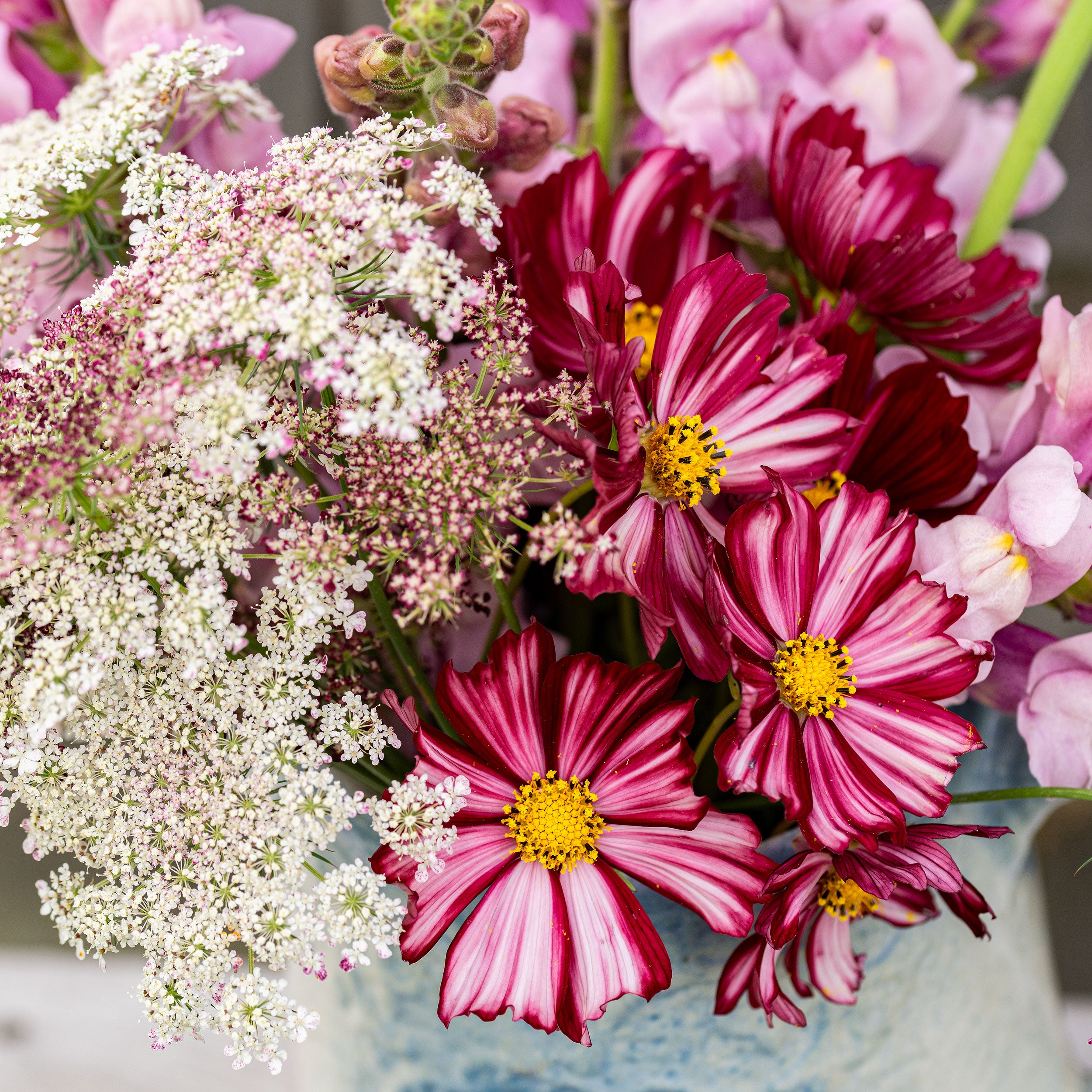 Cosmos 'Velouette' seeds - Cosmos bipinnatus