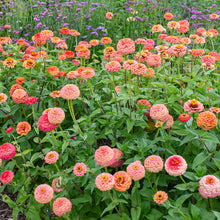Zinnia 'Oklahoma Salmon'