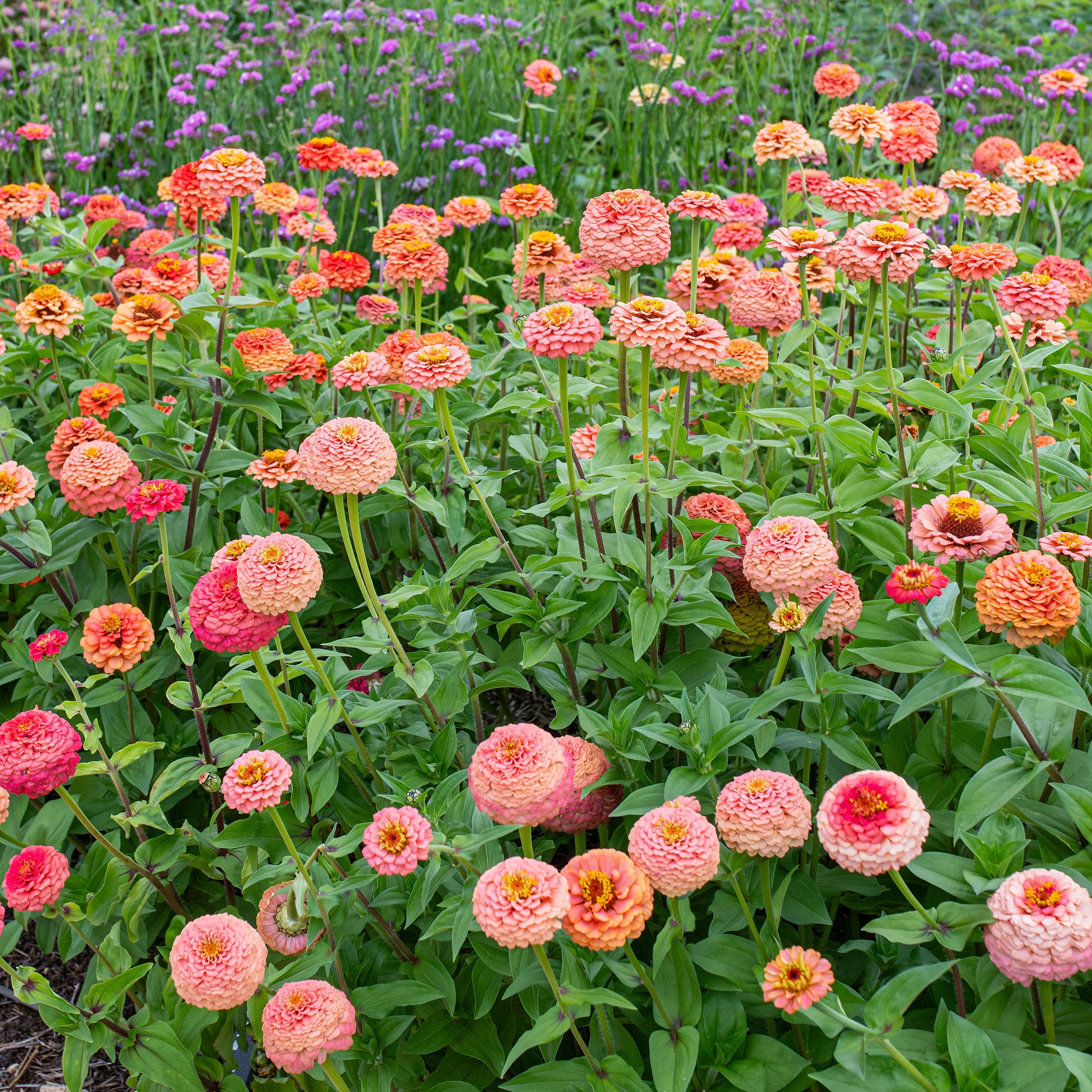 Zinnia 'Oklahoma Salmon'