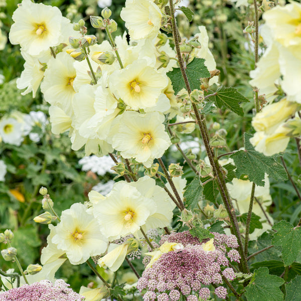 
    



Hollyhock - Rugose 
