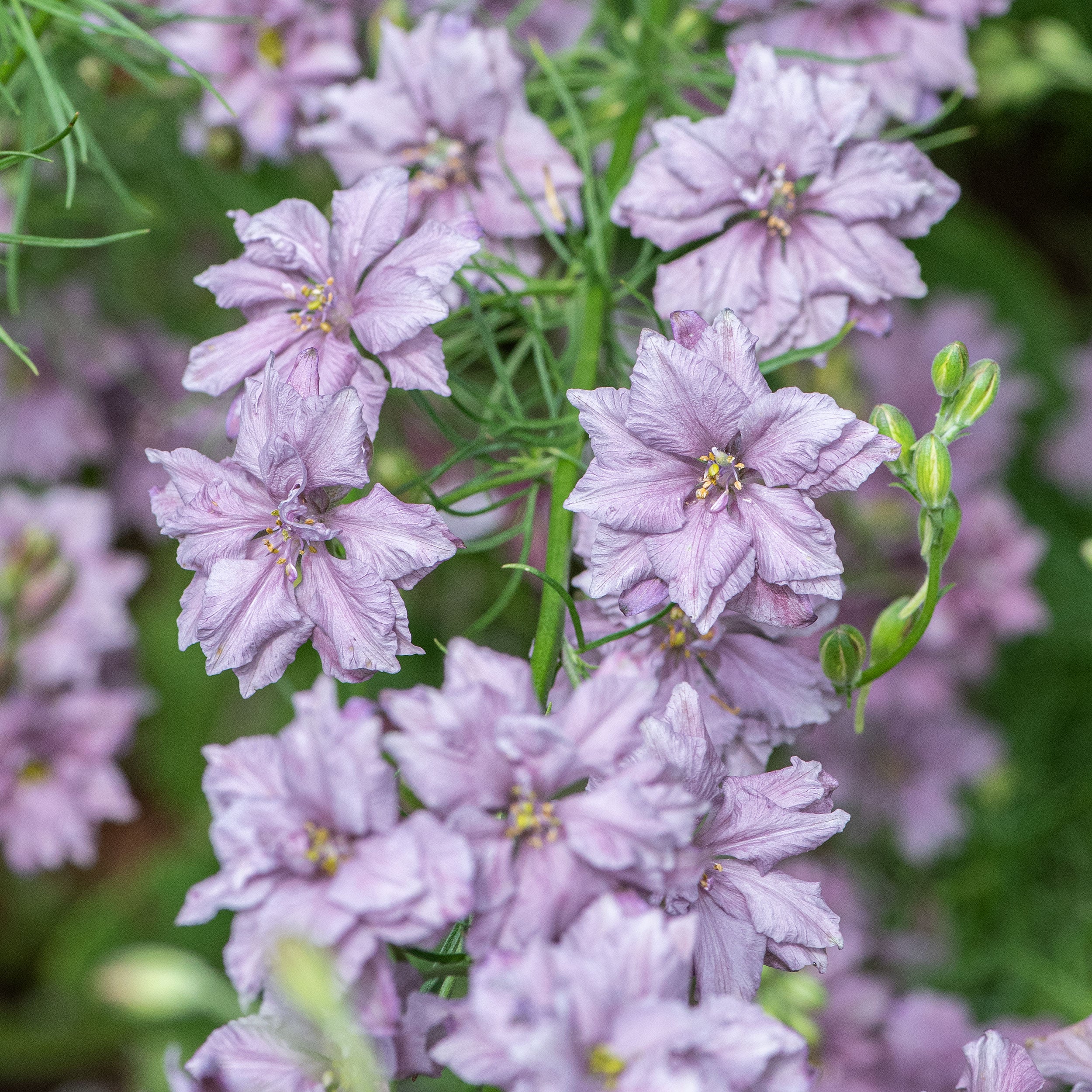 Larkspur 'Misty Lavender' seeds - Consolida ajacis