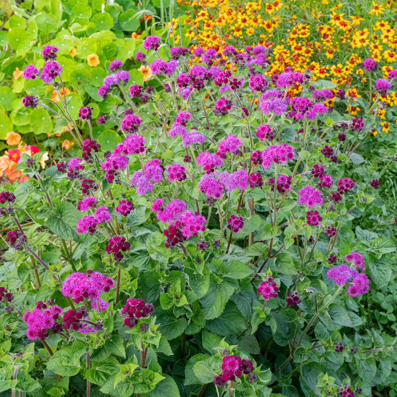 Ageratum 'Red Bouquet'