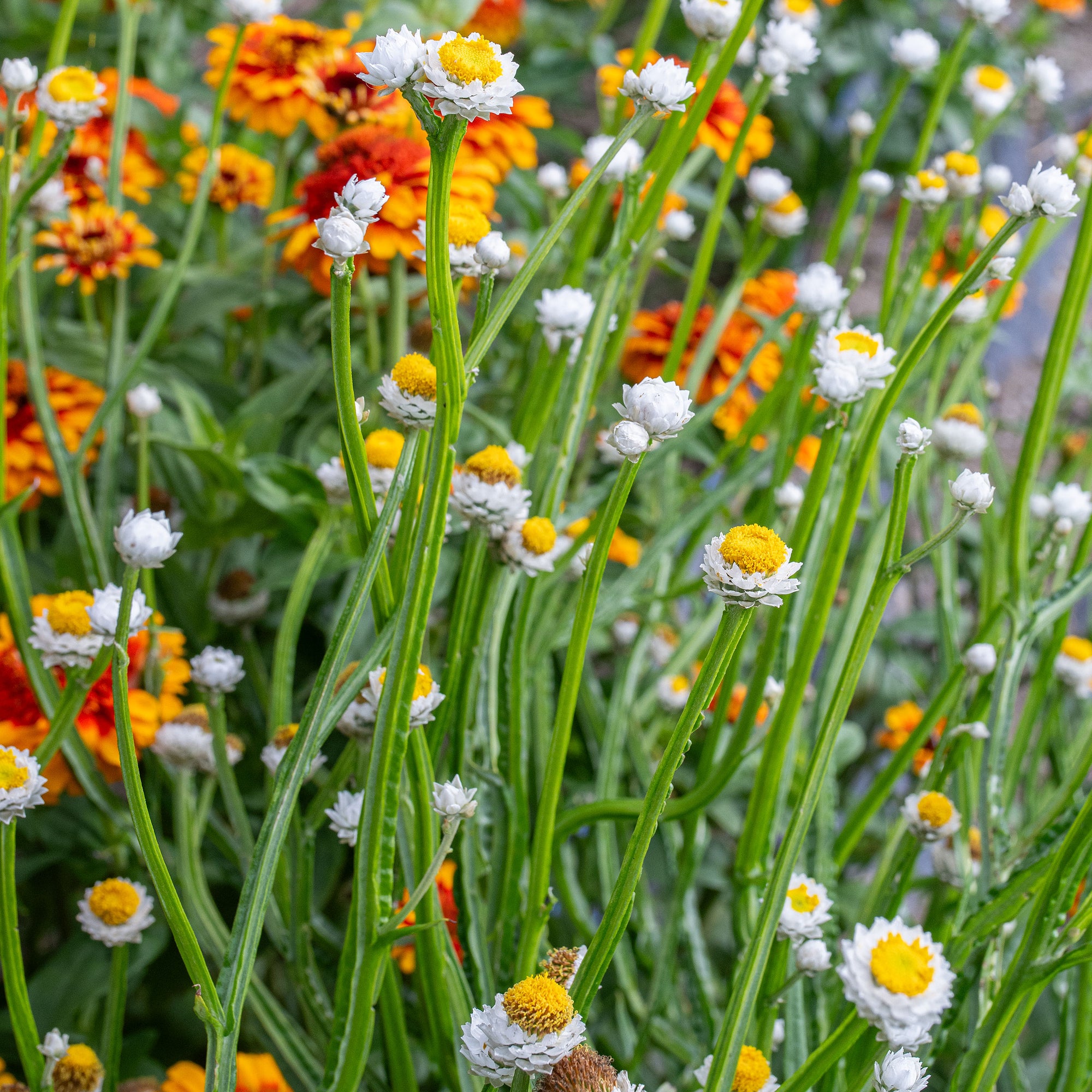 white seed flower Winged Everlasting 'White' seeds