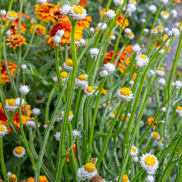 white seed plant Winged Everlasting 'White' seeds