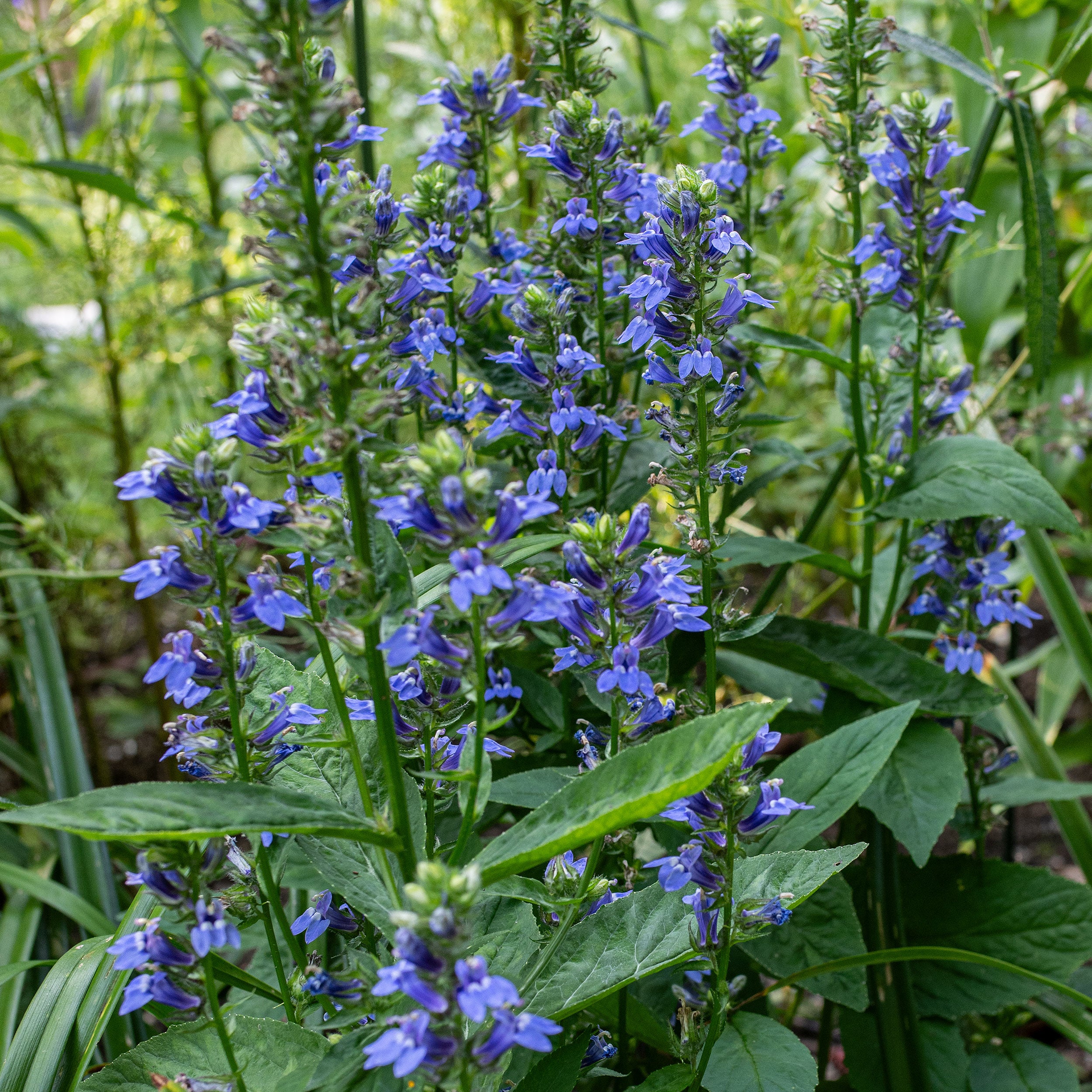 planting lobelia seeds outdoors Great Blue Lobelia seeds