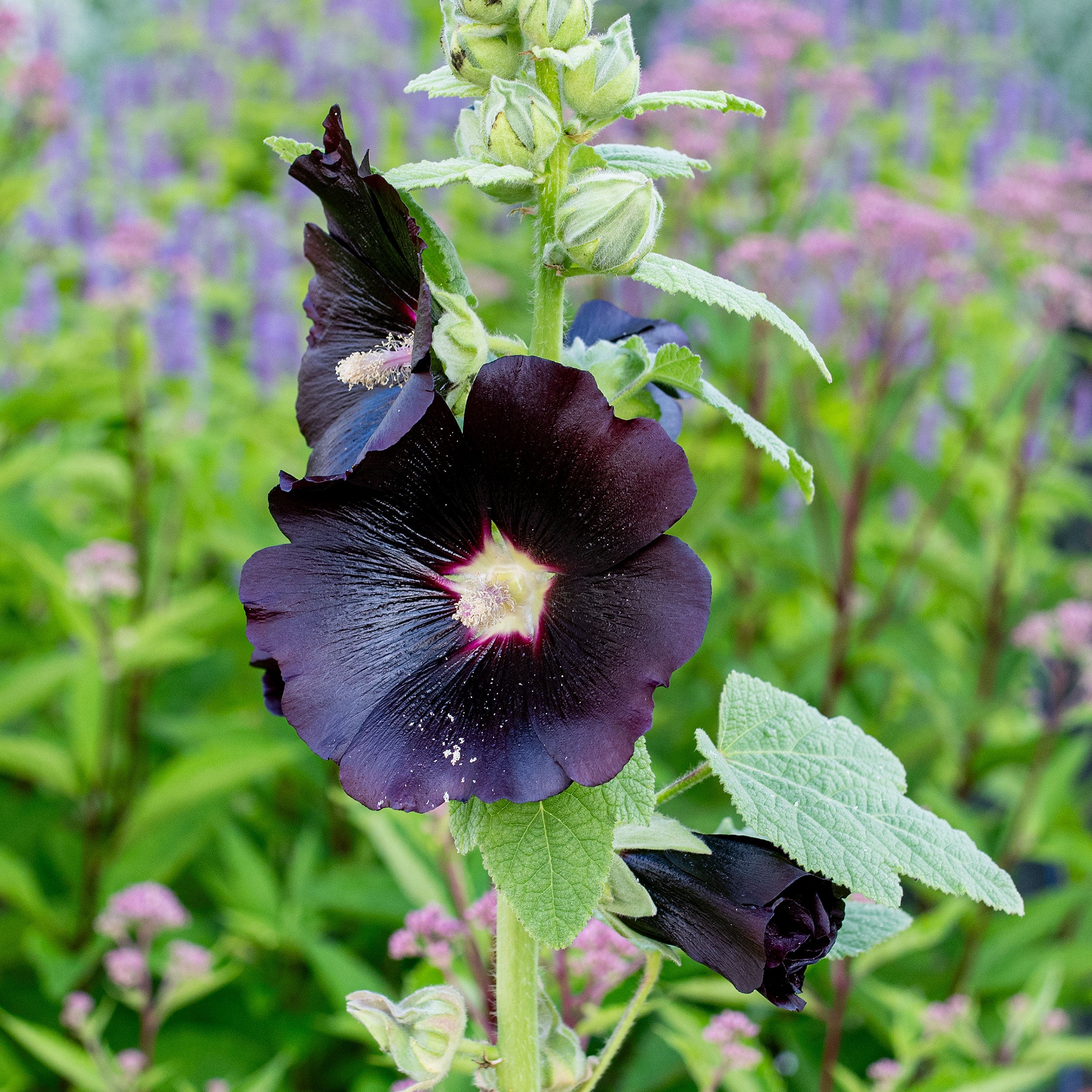 best time to plant hollyhocks seeds Hollyhock 'Nigra'