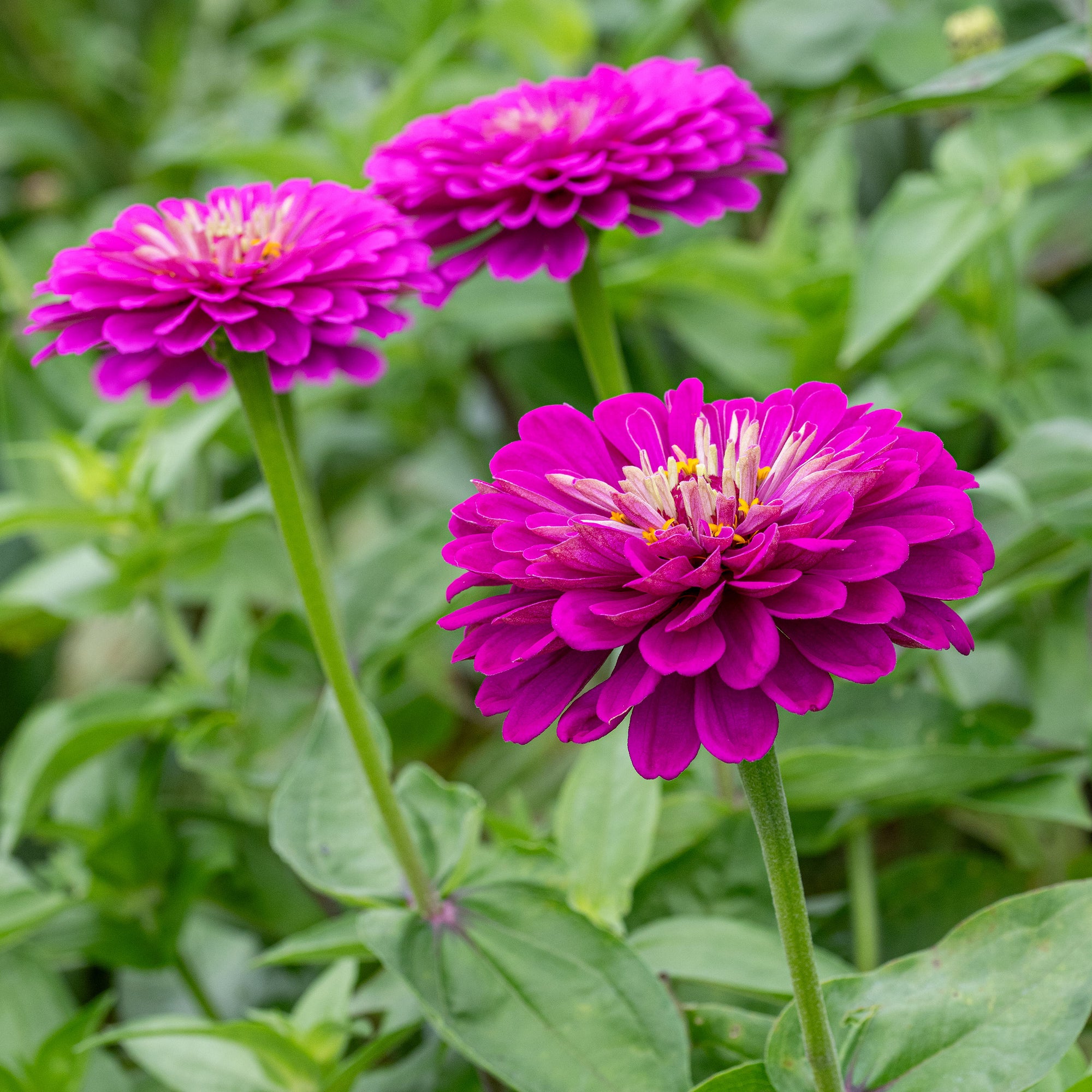 giant zinnia flower seeds Bulk Zinnia Seeds (Organic) - Giant Purple