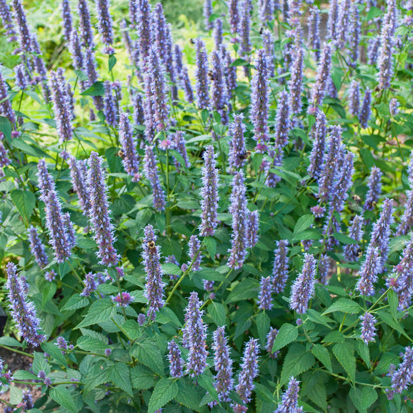 greek lavender plant Lavender Hyssop seeds