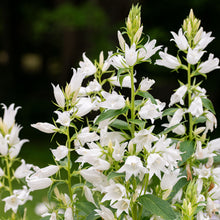 Bellflower - Great 'Alba'