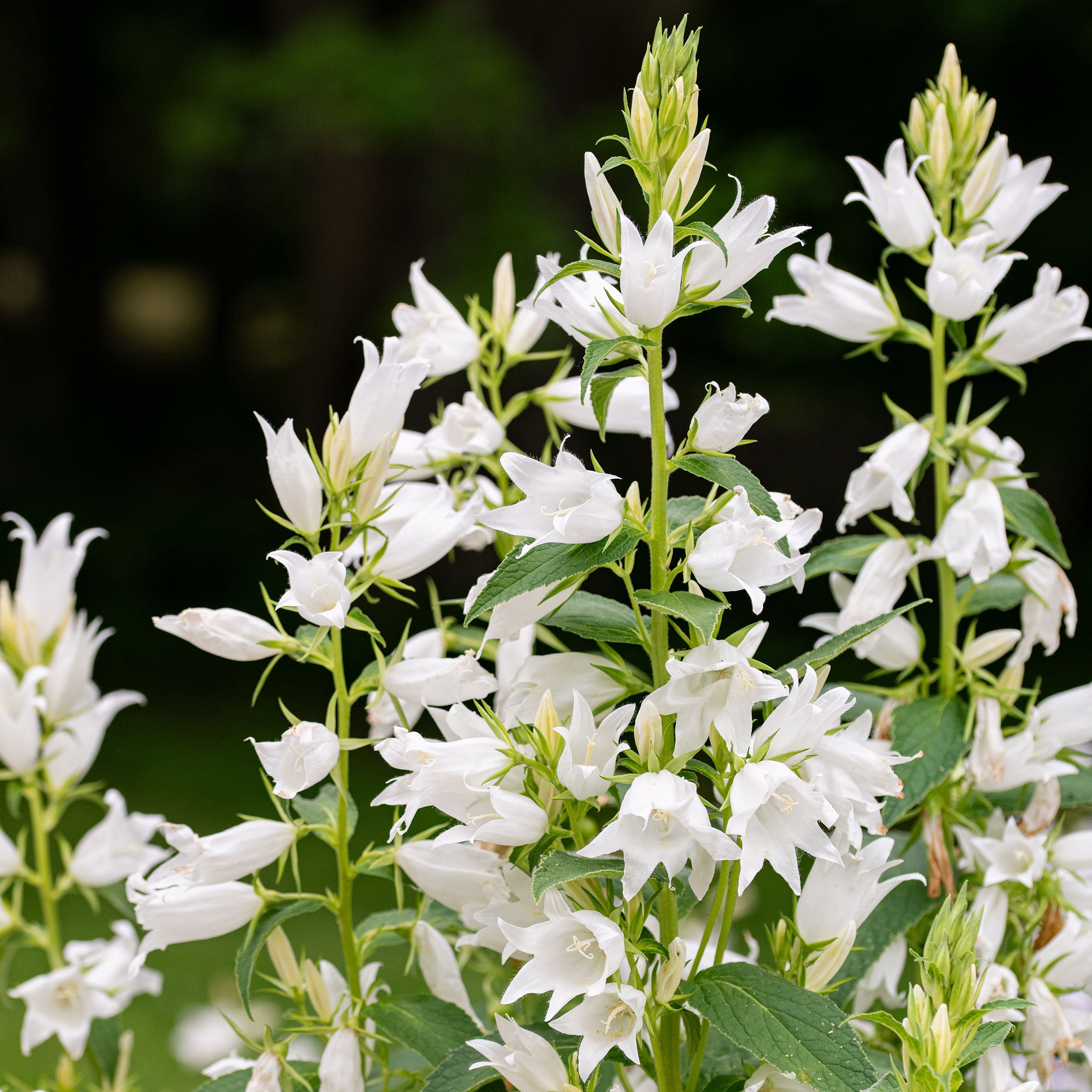 Great Bellflower 'Alba' plants