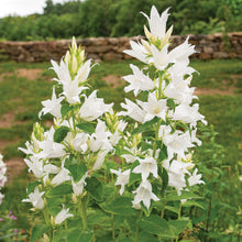 Bellflower - Great 'Alba'