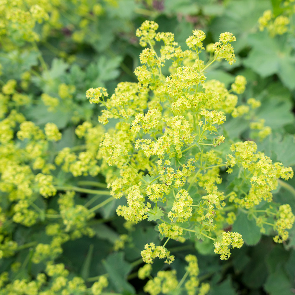 Lady's Mantle 'Thriller' - S1