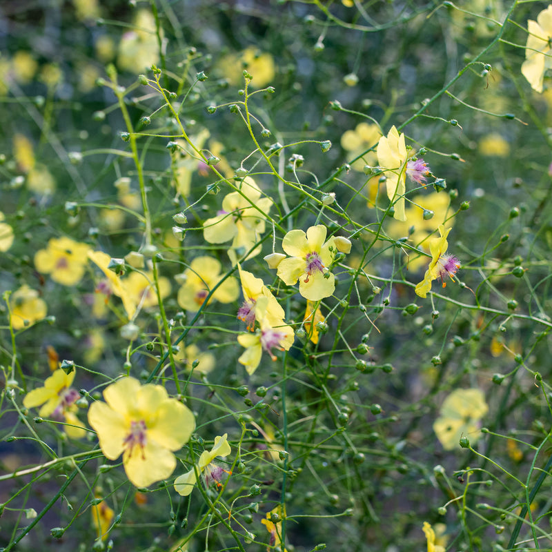Mullein 'Butterfly Yellow'