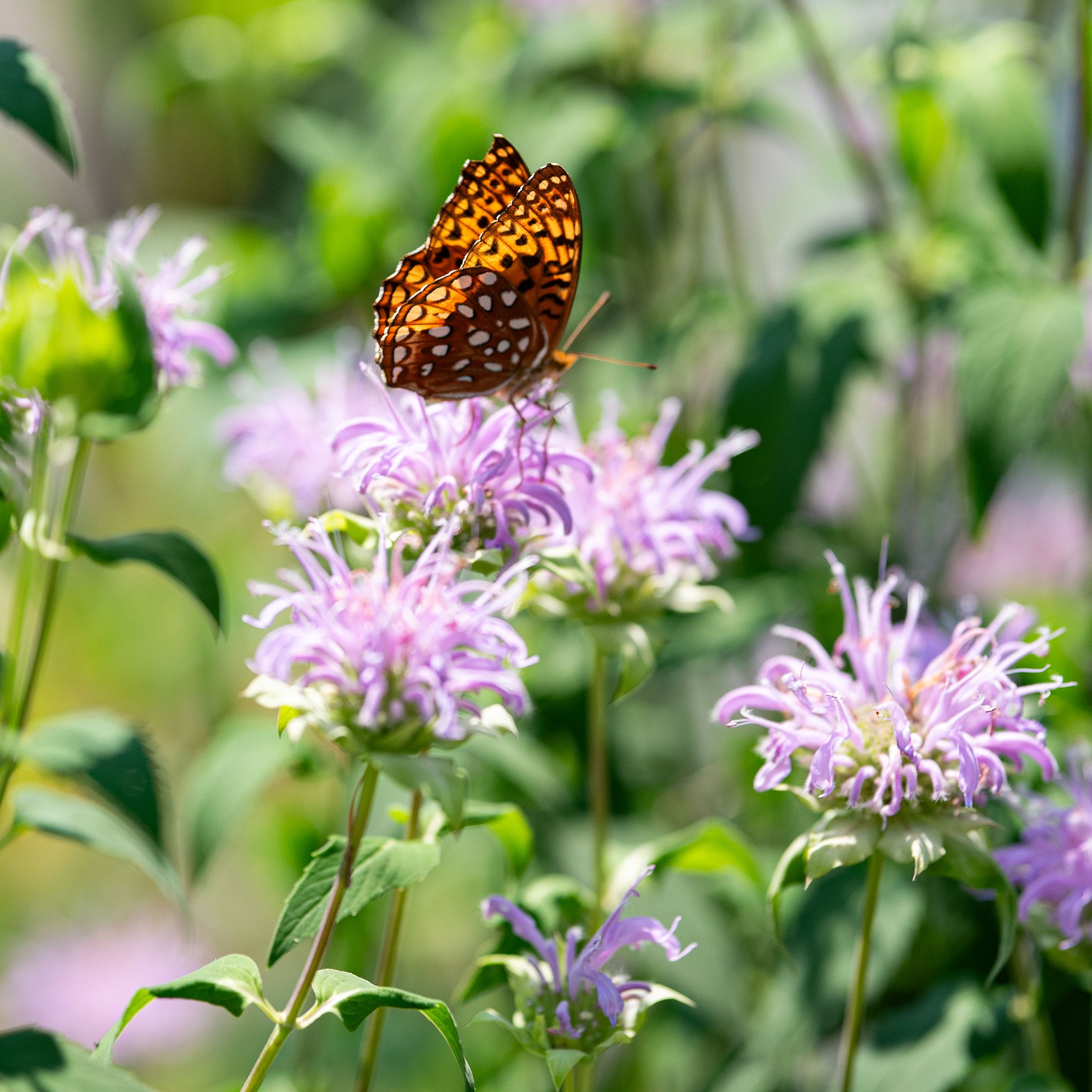 planting wild bergamot seeds Wild Bergamot seeds