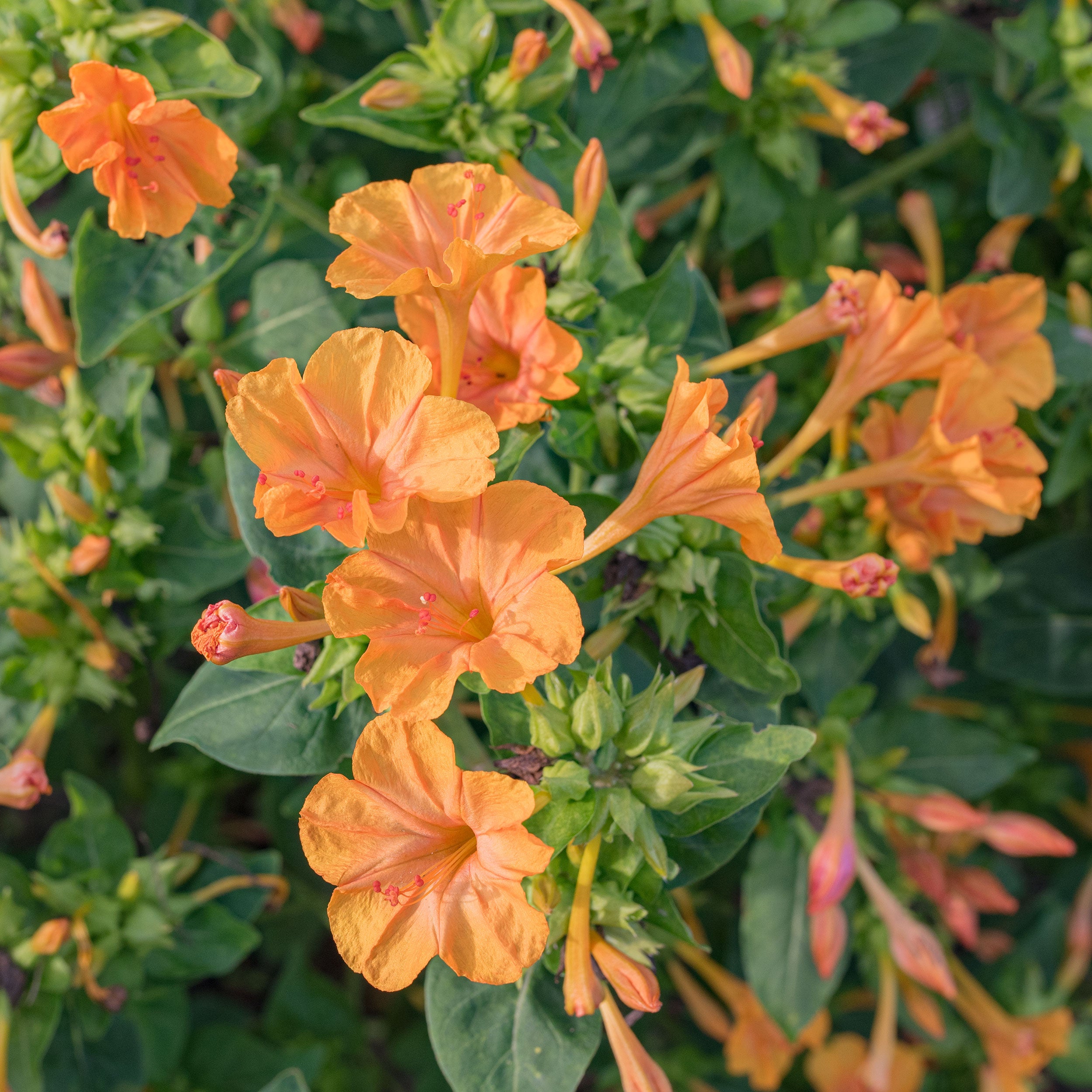 4 o'clock plant seeds Four O'Clock 'Orange Crush' seeds