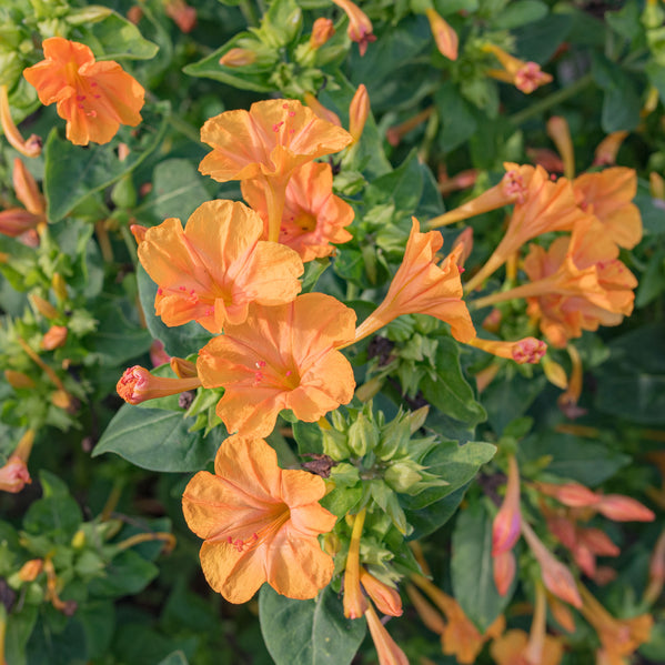 garden crush seeds Four O'Clock 'Orange Crush' seeds
