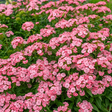 Sweet William 'Newport Pink'