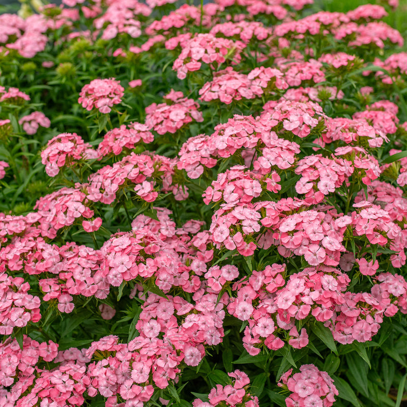 
  



Sweet William 'Newport Pink'
