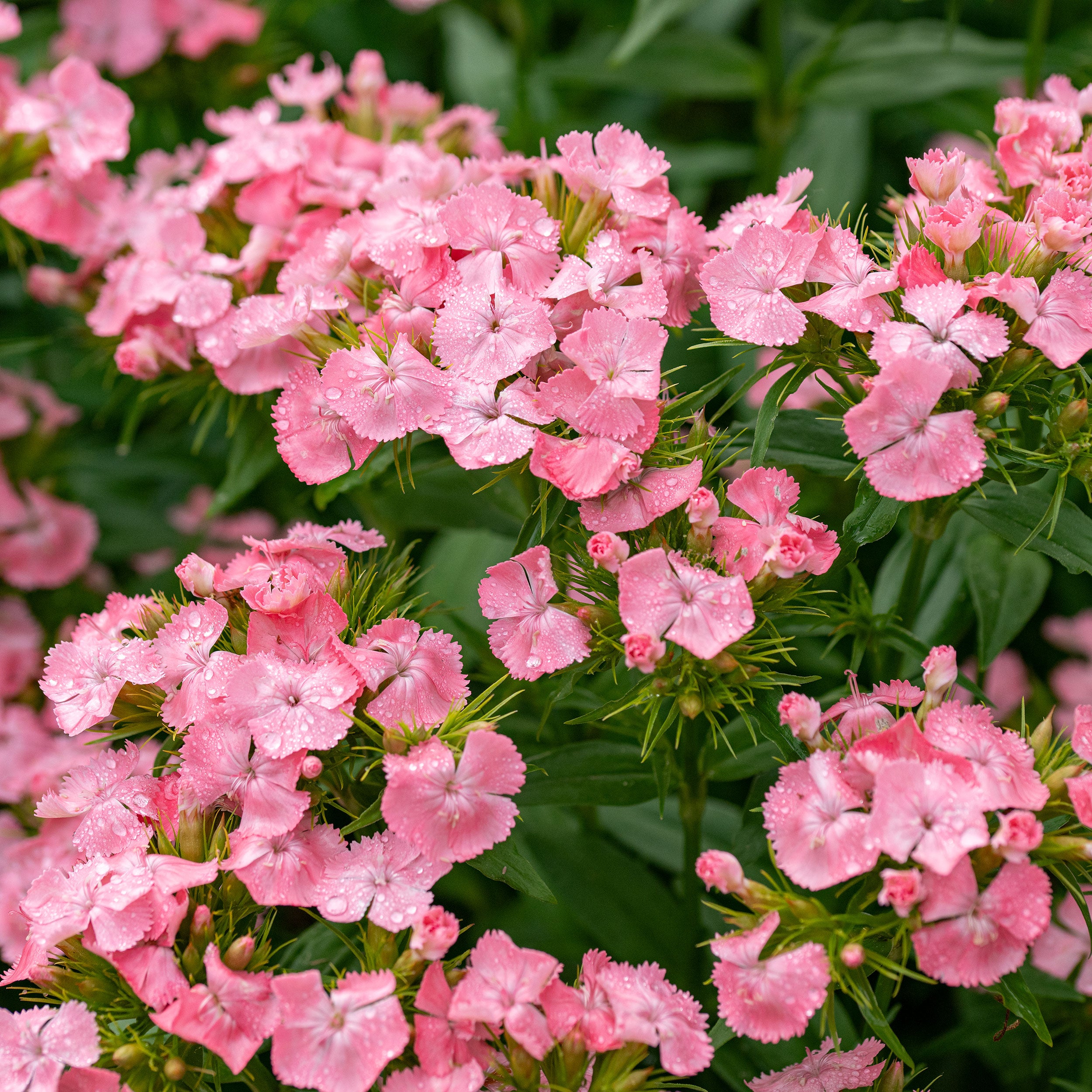 best time to plant sweet william seeds Sweet William 'Newport Pink'