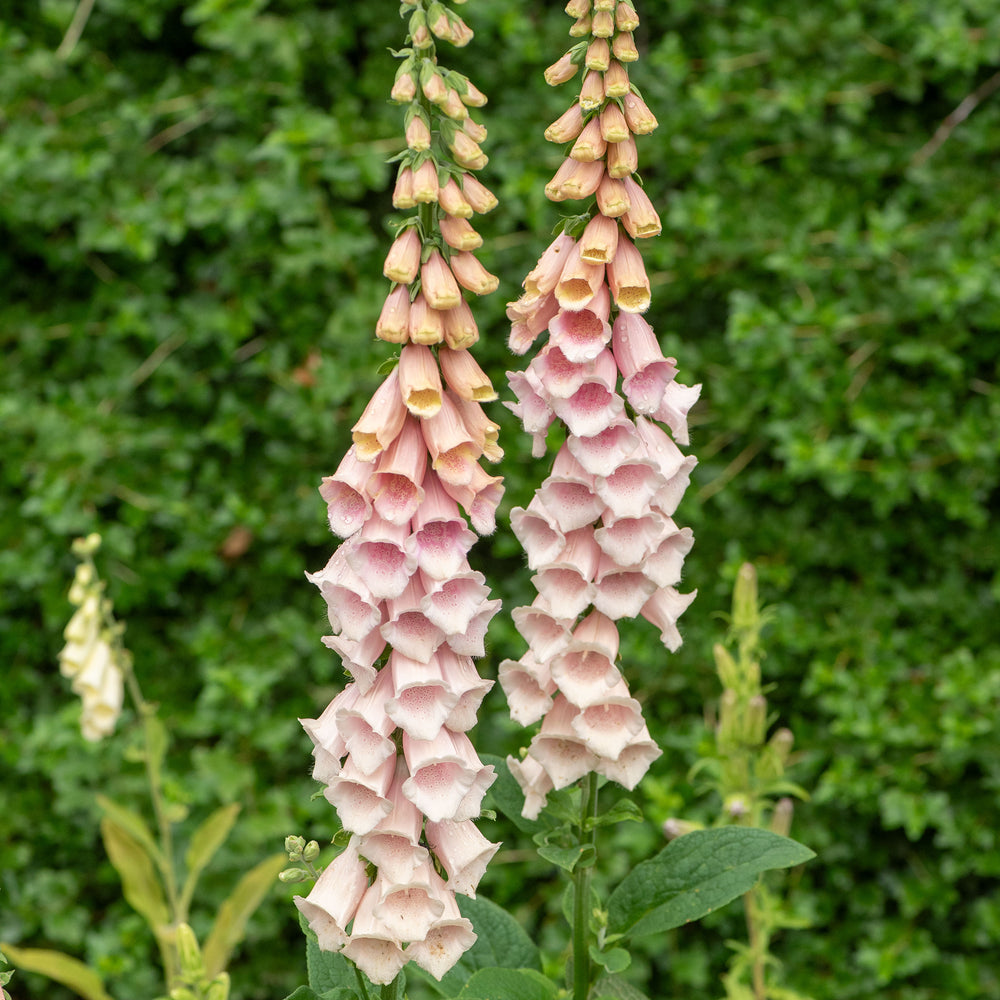Foxglove 'Sutton's Apricot'