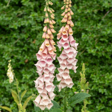 Foxglove 'Sutton's Apricot'