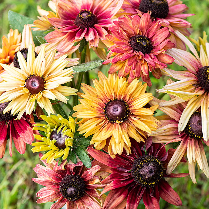 
      



Rudbeckia 'Sahara' 
    