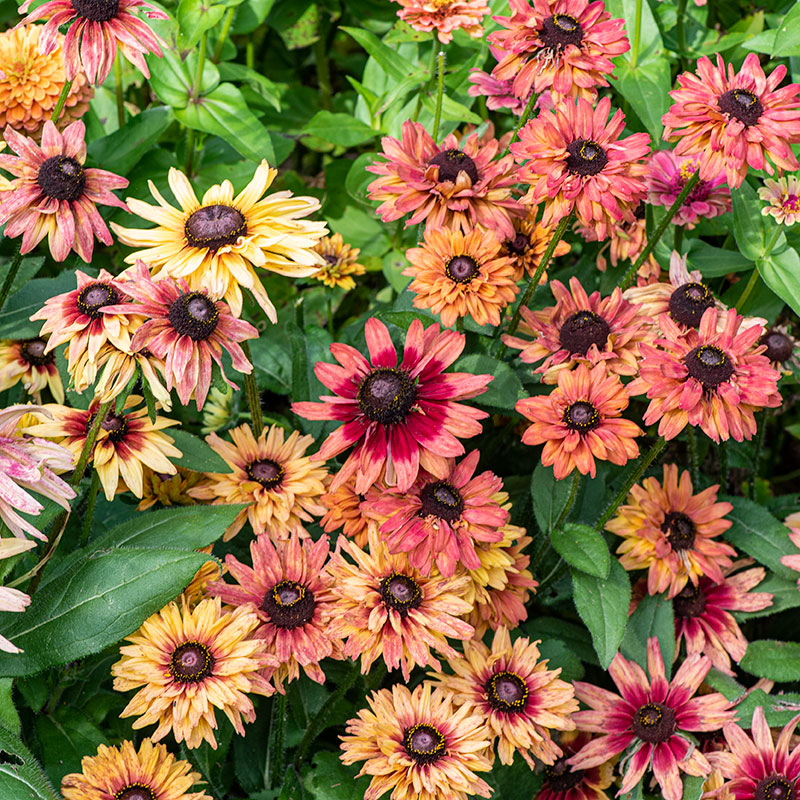 Rudbeckia 'Sahara' plants - Rudbeckia hirta