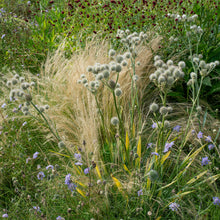 Rattlesnake Master