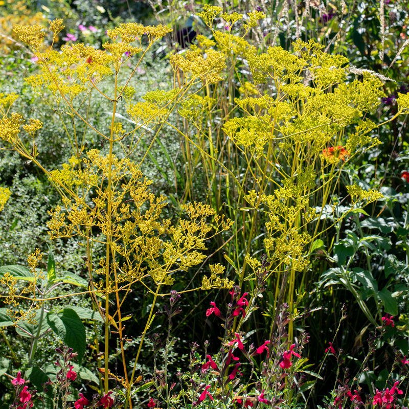 Golden Lace