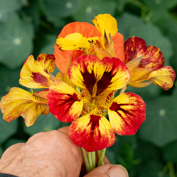 psychedelic flower seeds Nasturtium 'Orchid Flame'