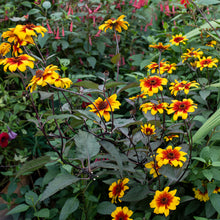 Heliopsis 'Burning Hearts'