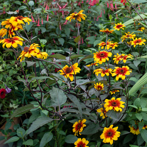 Heliopsis 'Burning Hearts'