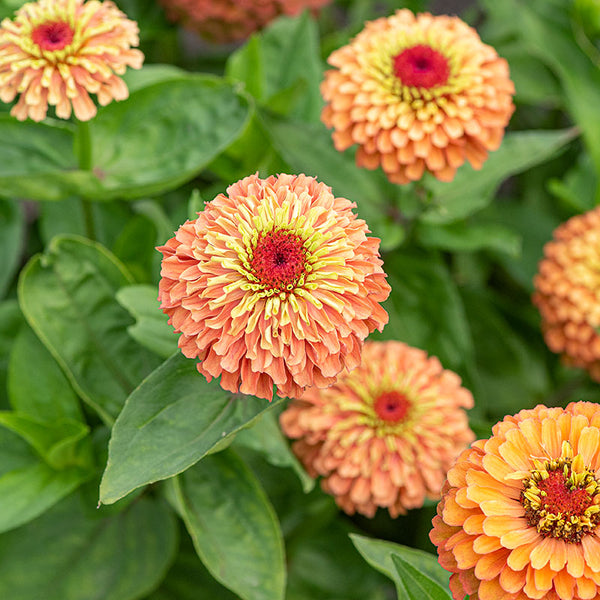 Zinnia 'Queeny Orange Lime'