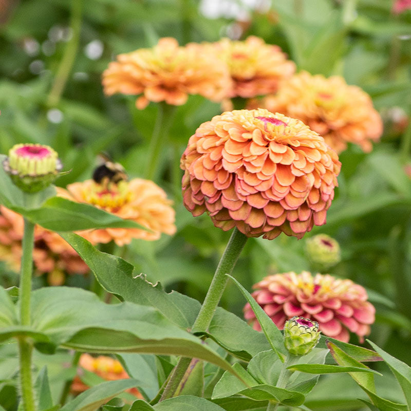 Zinnia 'Queeny Orange Lime'