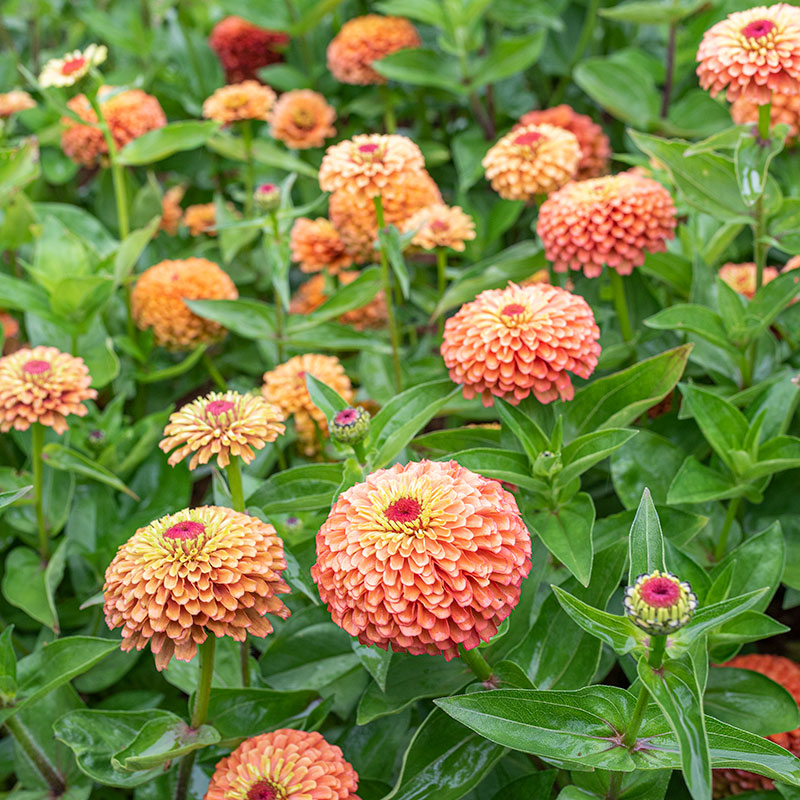 Zinnia 'Queeny Orange Lime'