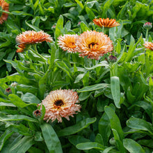 Calendula 'Orange Flash'