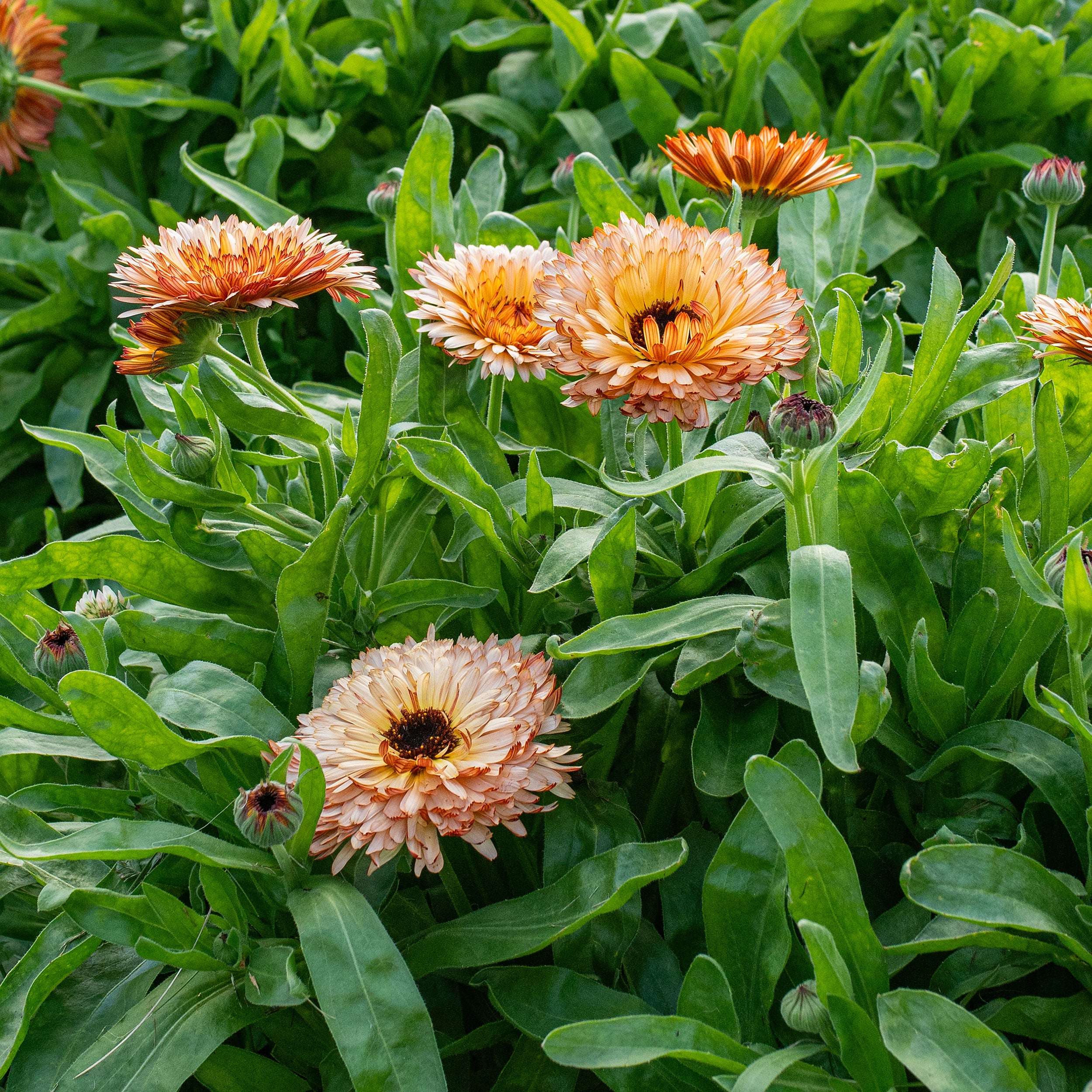 fire flash plant seeds Calendula 'Orange Flash' seeds