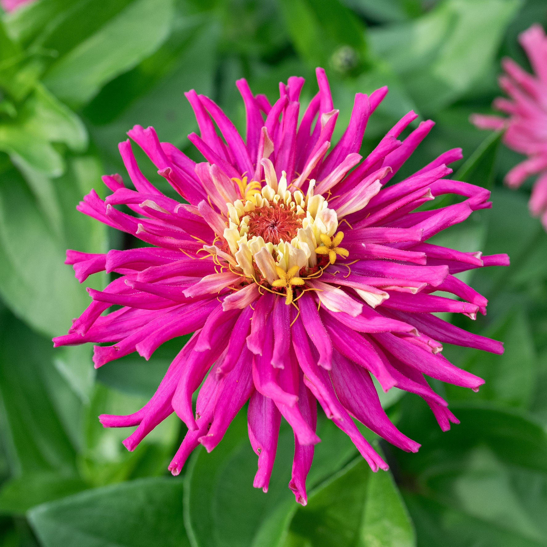 Zinnia 'Lilac Empress' seeds
