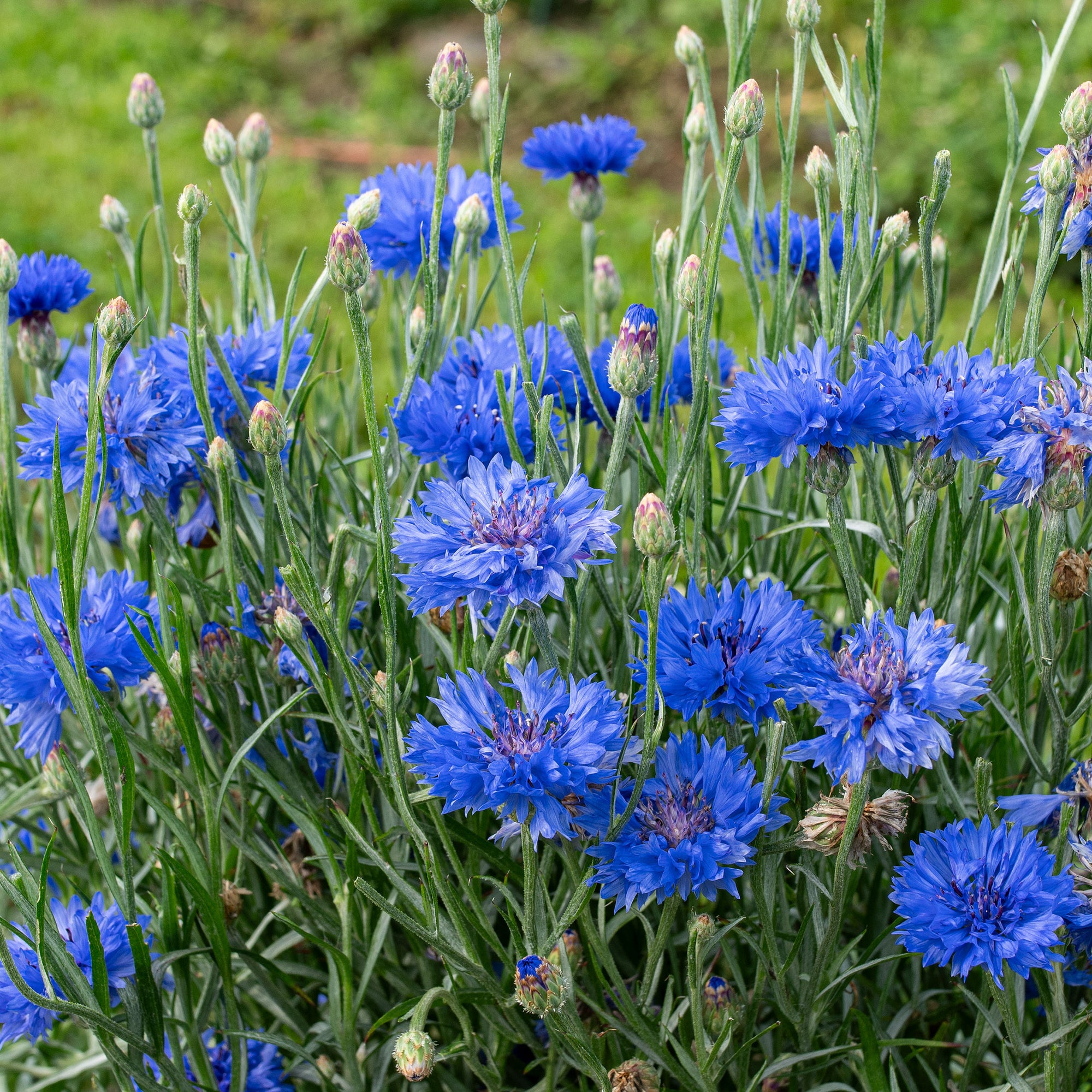 blue corn fertilizer for plants Centaurea 'Blue Diadem' Seeds