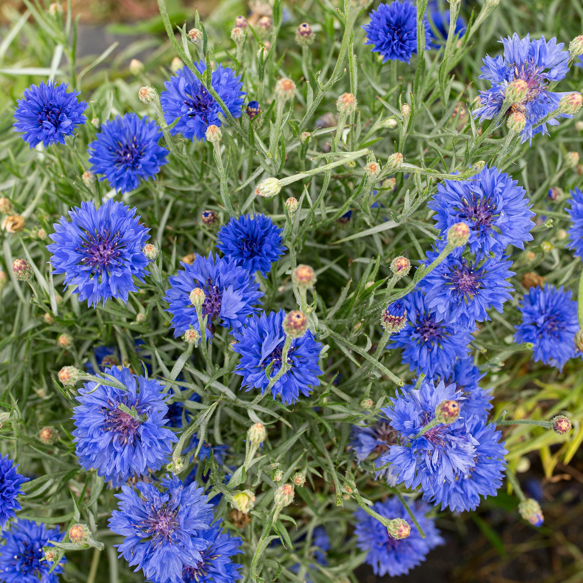 blue sunflower seeds for planting Centaurea 'Blue Diadem' Seeds