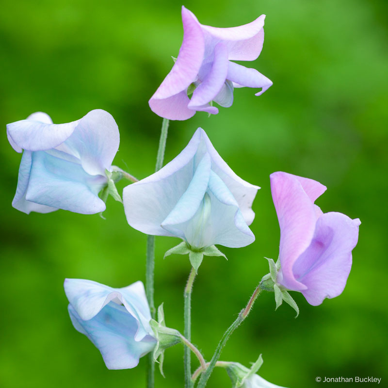 Sweet Pea 'Turquoise Lagoon'