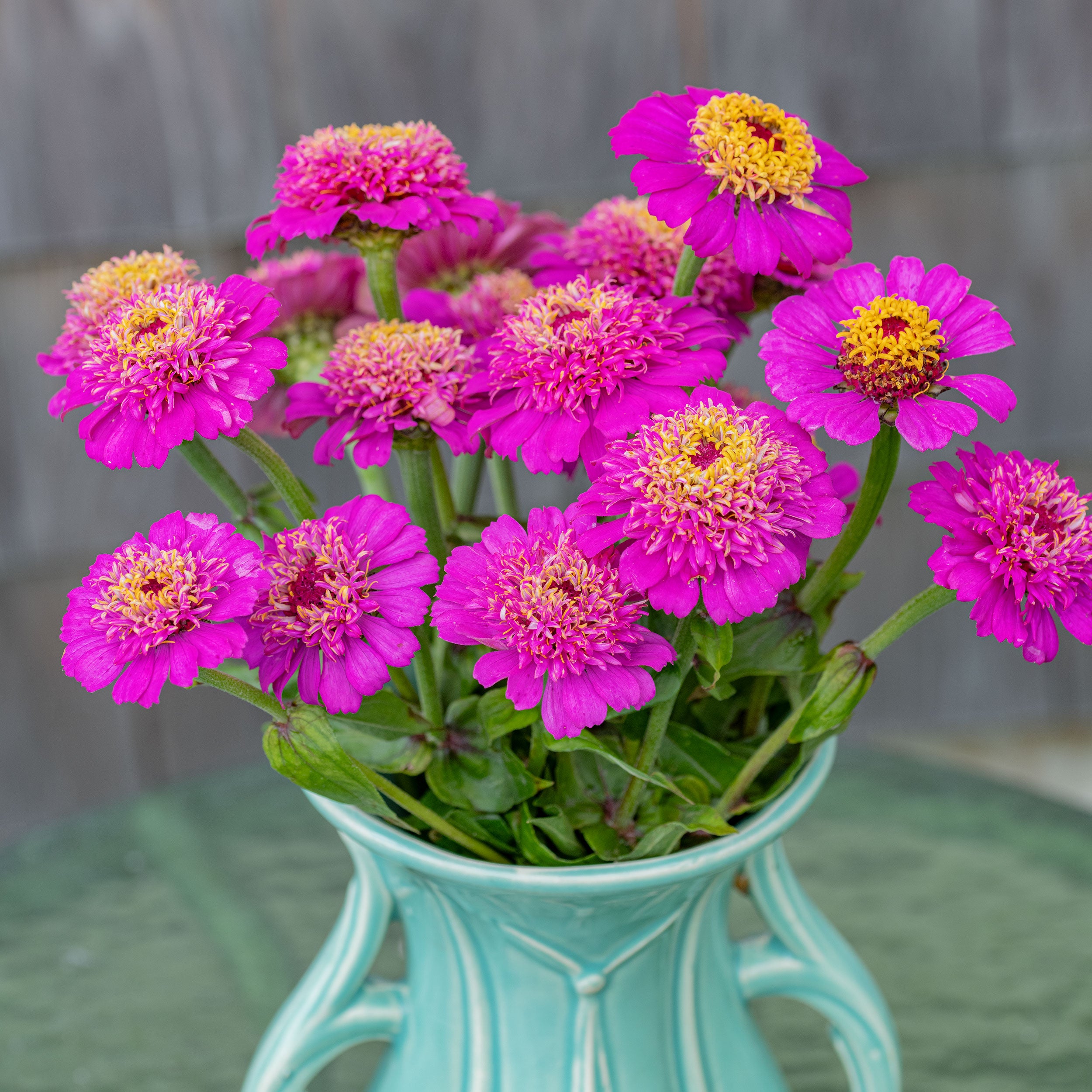 Zinnia 'Zinderella Purple' seeds
